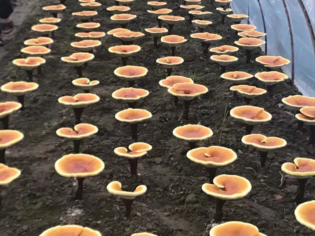 浙江靈芝孢子粉廠家/義烏靈芝孢子粉/靈芝孢子粉
