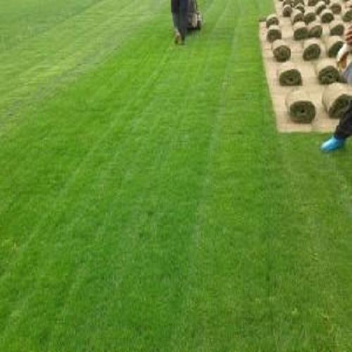 北京綠化草坪種植價格 草坪噴灌設備哪家好 新鄉萬方園林綠化有限公司