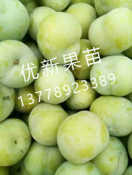 優新果苗繁育場/四川青脆李/山西青脆李批發廠家