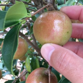 浙江寧波嫁接油茶苗,象山,寧海,余姚,慈溪,奉化高產(chǎn)油茶樹苗價格