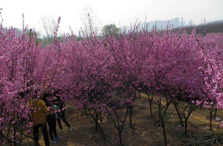 重慶桂花價格-東岳彩色地被植物-四川梅花