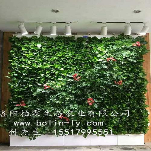 河南垂直綠化設計_高層立體綠化_洛陽柏霖生態農業有限公司
