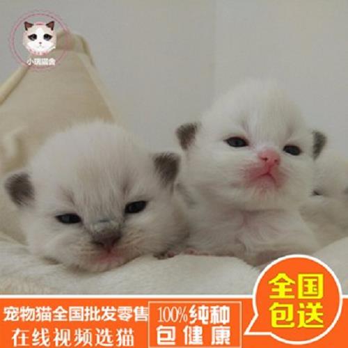 沈陽英短貓/貓咪/福州市鼓樓區蓉彩美容院