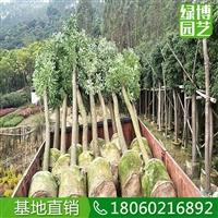 香樟移植苗廠家**，香樟移植苗10公分苗木批發(fā)