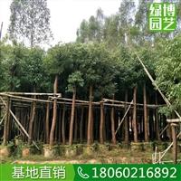 香樟移植苗，城市綠化樹香樟，**香樟