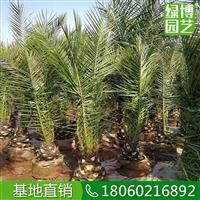 加拿利海棗批發(fā)價(jià)，加拿利海棗農(nóng)家苗圃，加拿利海棗頭徑30公分的