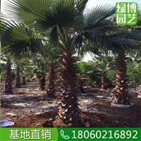 老人葵量大從優，老人葵美麗的風景樹，老人葵報價表