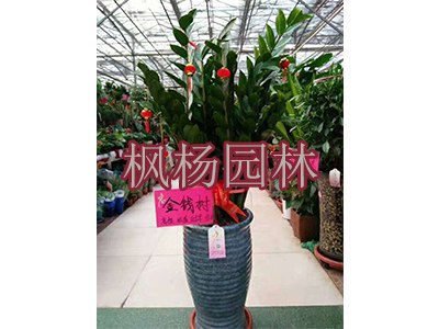 會場植物租賃找楓楊園林 河南會場植物布置