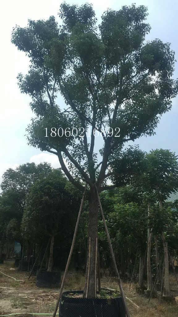 香樟移植苗，香樟批發(fā)價(jià)，香樟綠化樹(shù)