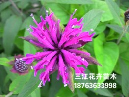 青州草花|山東可信賴的叢生福祿考生產基地