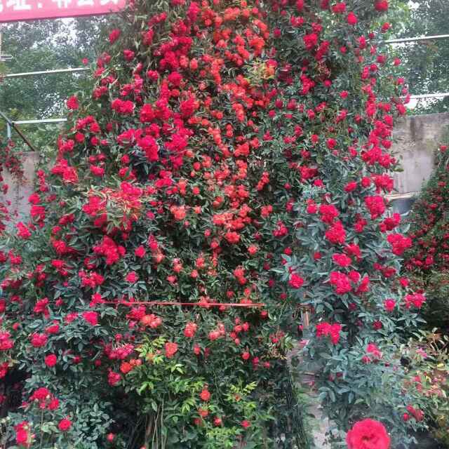 四川苗木批發,北京苗木批發,**站藤本植物