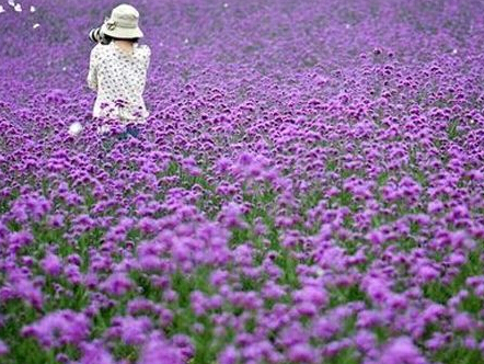 心動(dòng)不如行動(dòng) 薰衣草種植批發(fā) 北京草花基地 【孫平】
