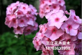 買芝櫻當然是到三江花卉苗木，芝櫻小苗價格