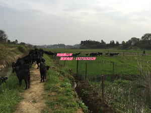 湘潭黑山羊哪里有供應(yīng)_口碑好的黑山羊