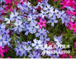 【精】針葉福祿考小苗 針葉福祿考杯苗基地 針葉天藍繡球價格
