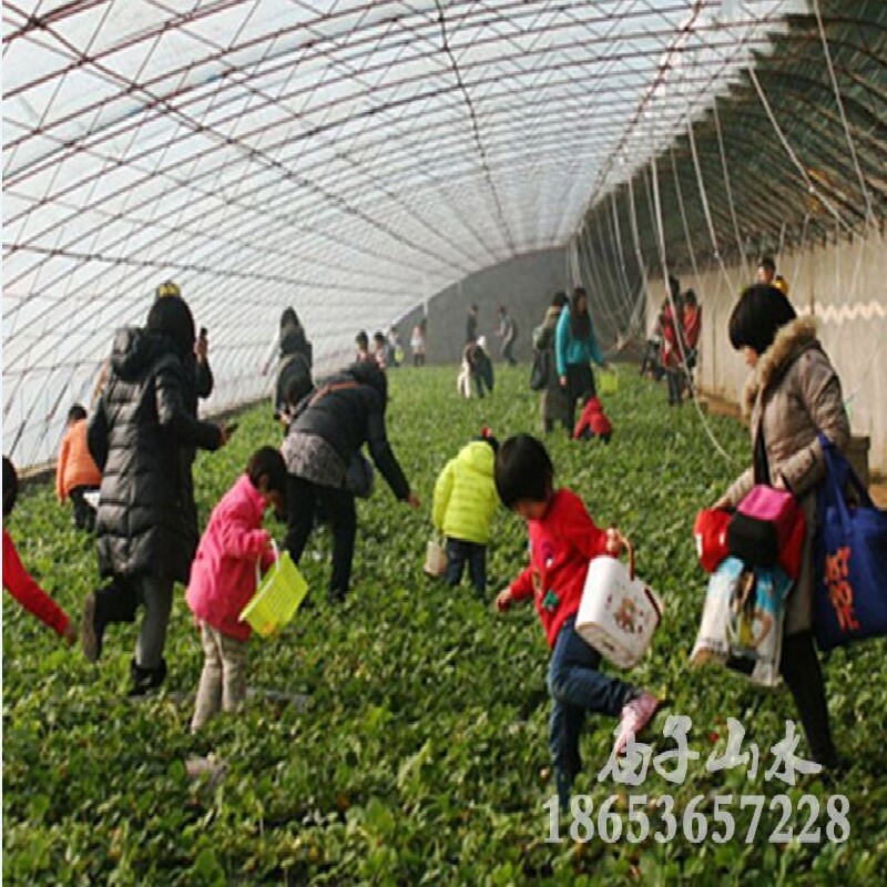 山東**采摘園，**采摘園找哪家好