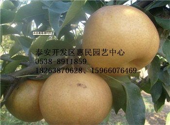 山東梨樹原生苗 嫁接苗批發價格