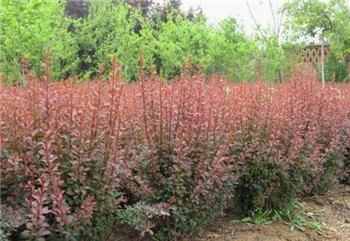山東紅葉小檗種植基地廠家 冠幅0.4-0.8紅葉小檗