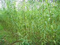 山東0.5-3 3-6 6-8公分黃金柳 青皮柳批發價格 種植基地廠家
