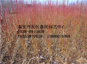 山東桃樹原生苗 嫁接苗批發(fā)價(jià)格