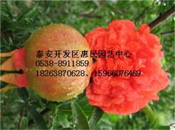 山東石榴原生苗嫁接苗批發價格
