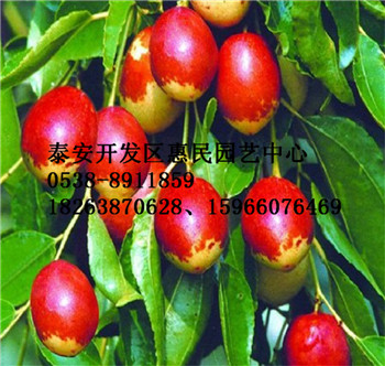 山東棗樹原生苗 嫁接苗批發價格