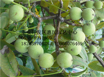 核桃苗批發價格