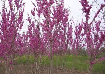 供應山東泰安1-5公分紫荊