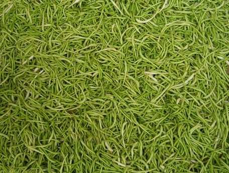 攀枝花金銀花烘干機|質(zhì)量優(yōu)良的金銀花烘干機【供應(yīng)】