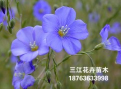 【重磅推出!!!】山東薰衣草杯苗//——薰衣草杯苗價格