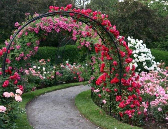 甘肅薔薇批發基地-**站藤本植物-四川藤本月季