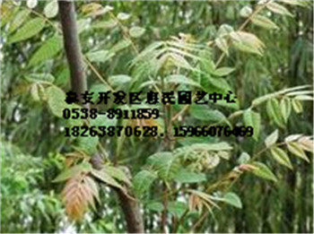 山東泰安香椿小苗批發價格