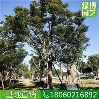 香樟移植苗，香樟價格表，香樟苗圃基地