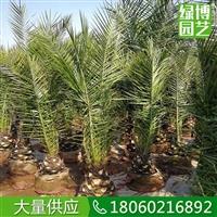 加拿利海棗棕櫚樹，加拿利海棗喜陽，頭徑30公分的加拿利海棗