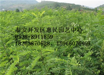 出售大規格刺槐 農戶** 價格* 規格齊全