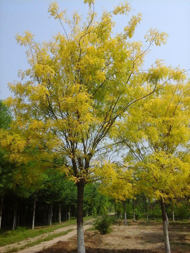 保定金枝槐基地@@@金枝槐价格@@河北哪里有金枝槐