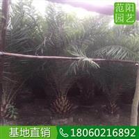 中東海棗假植苗，中東海棗耐蔭樹(shù)，中東海棗基地