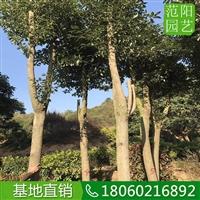 香樟移植苗  10公分香樟