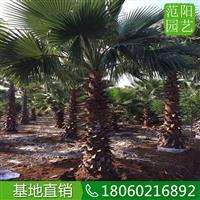老人葵綠化苗木  老人葵基地直發