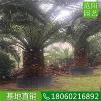 主營加拿利海棗，加拿利海棗耐蔭樹，加拿利海棗桿高2米