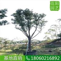 香樟產(chǎn)品供應(yīng)，香樟移植苗，香樟價格表