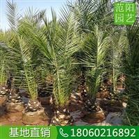 加拿利海棗露地栽培  加拿利海棗頭徑30公分