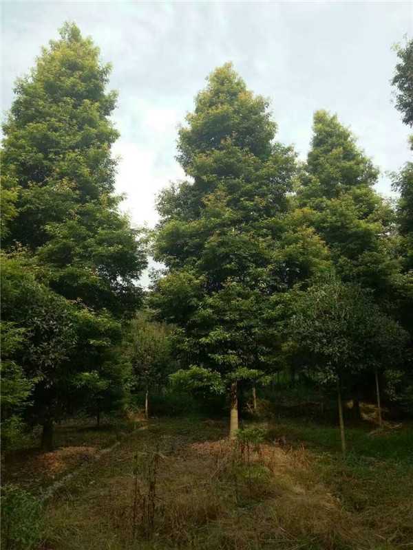 五彩園林/成都桂花/江西櫻花價格