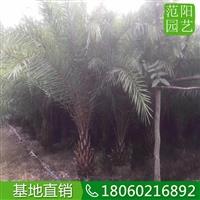 中東海棗優良棕櫚  土球大的中東海棗