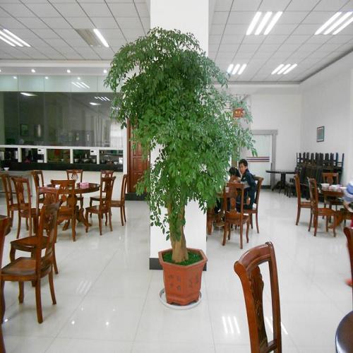 辦公室綠色植物租擺