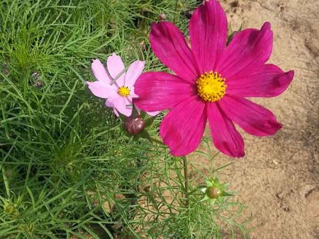 《萬萬不能**》芝櫻價格，芝櫻基地,芝櫻花海