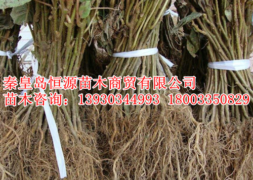 河北**獼猴桃樹苗**_秦皇島**獼猴桃樹根