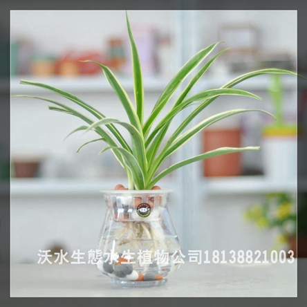西鄉水生植物哪里有基地