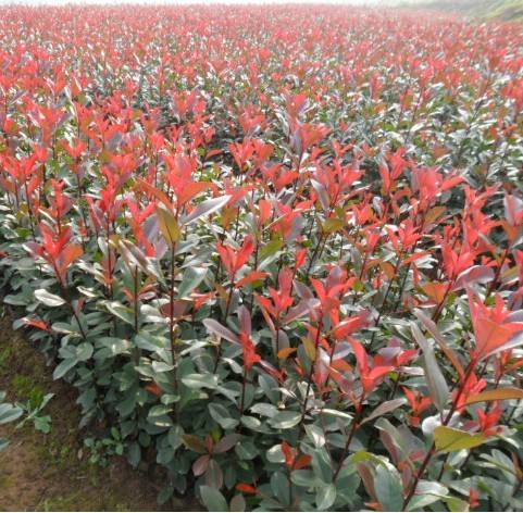 《**》紅葉石楠批發，紅葉石楠基地，紅葉石楠球價格