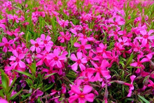 【青州馨園花卉】開花綠化草花芝櫻花